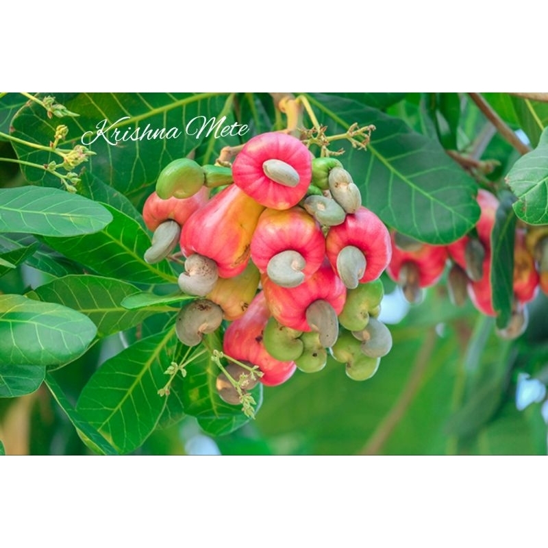 BIBIT BENIH BIJI JAMBU METE/JAMBU MONYET