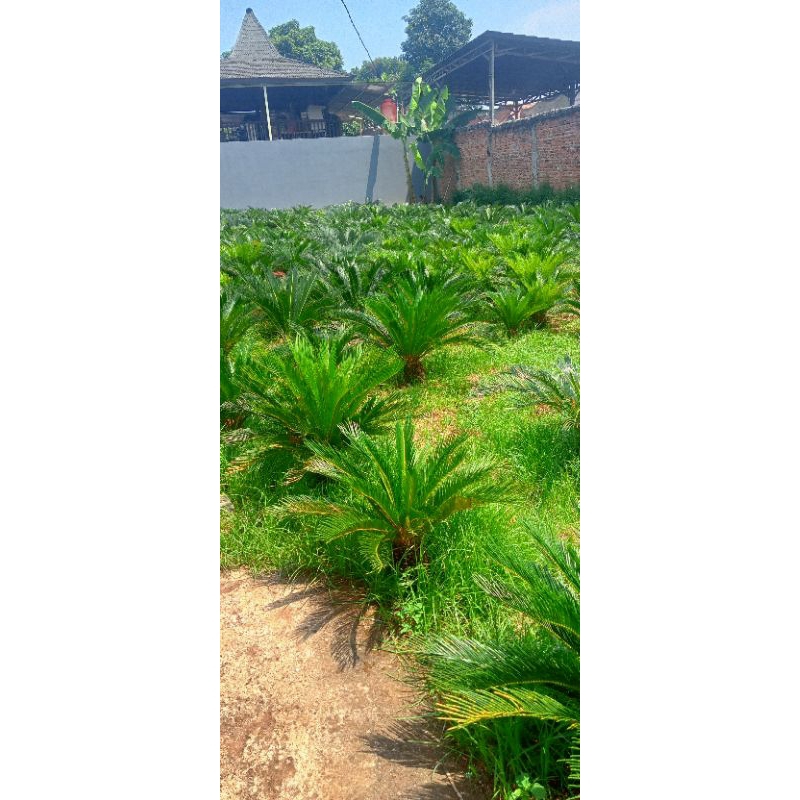 Sikas tinggi 20cm