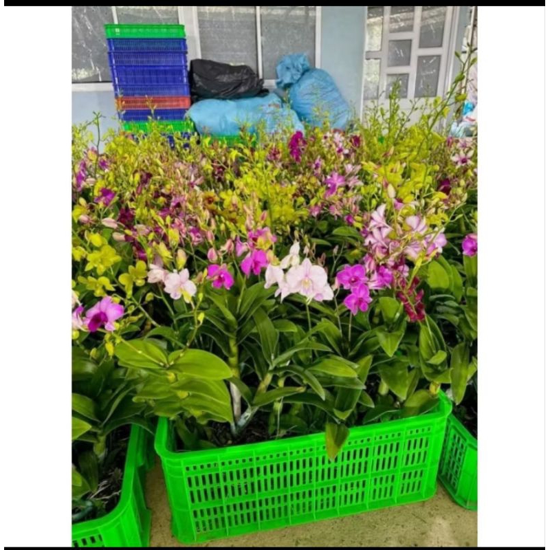 dpurplepark- ANGGREK DENDROBIUM SIAP BERBUNGA- SUDAH KNOP- SPIKE-ANGGREK DENDROBIUM DEWASA-BUNGA ANG