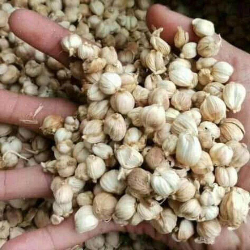 

Kapol Kering 1kg | Kapol Fresh Rempah Segar Pilihan Lokal