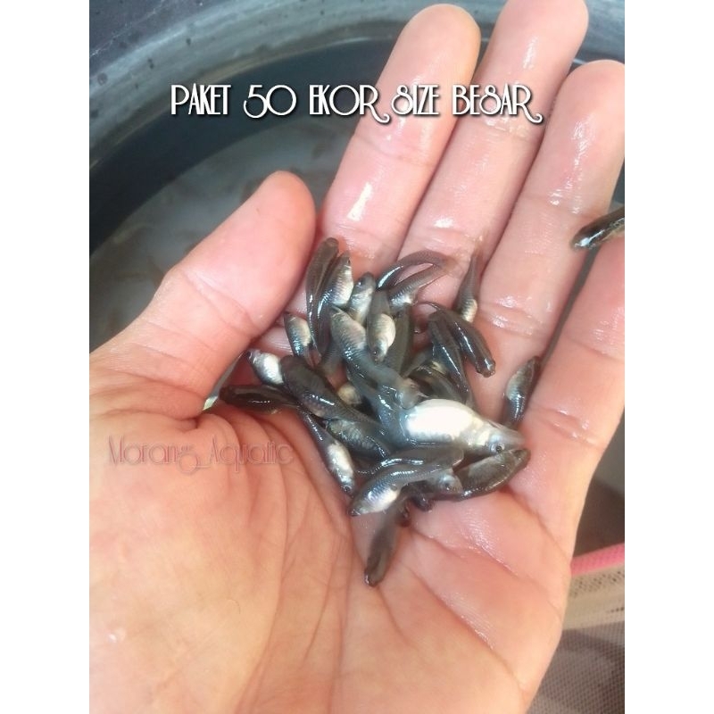 Cere Kali Ukuran Besar Paket 50 Pcs Pakan Ikan Predator Louhan Pbas Channa Oscar