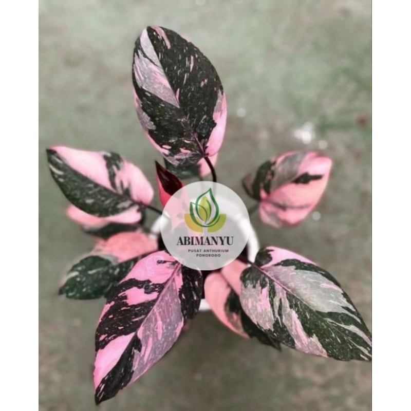 Philodendron Red Anderson Varigata siap pajang