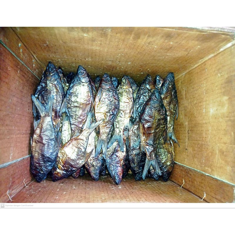 

IKAN LAMPAM / TENGADAK / KAPIAT / LEMPAM / KERABAT IKAN MAS