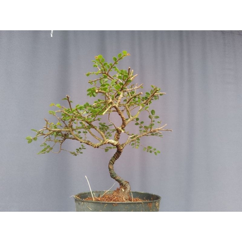 ulmus micro siap pajang