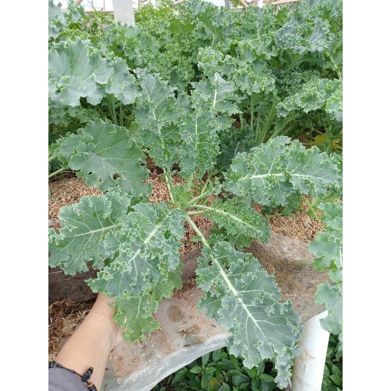 Bibit tanaman kale Curly/kale curly