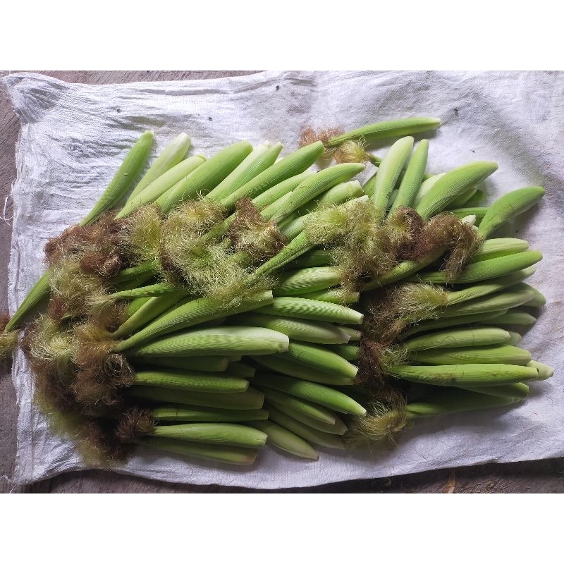 

Jual Janten (jagung muda)