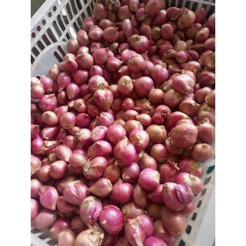 

Bawang Merah Kering 1 kg