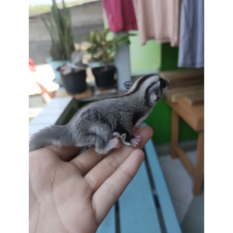 Sugar Glider Classic Grey