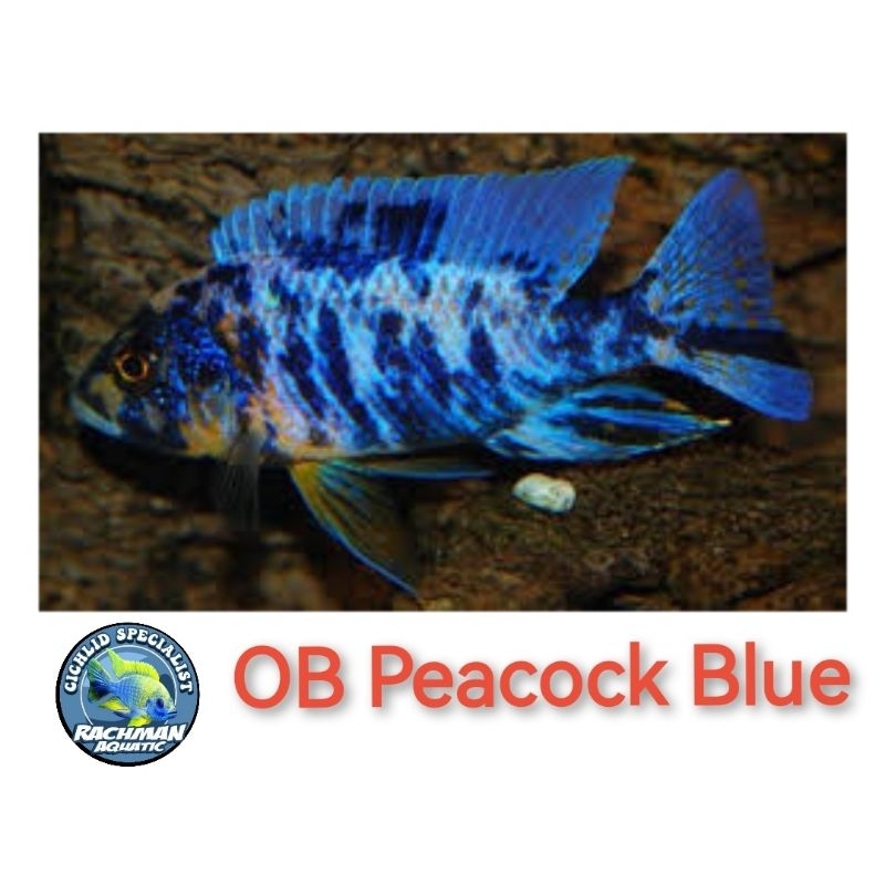 OB Peacock Blue
