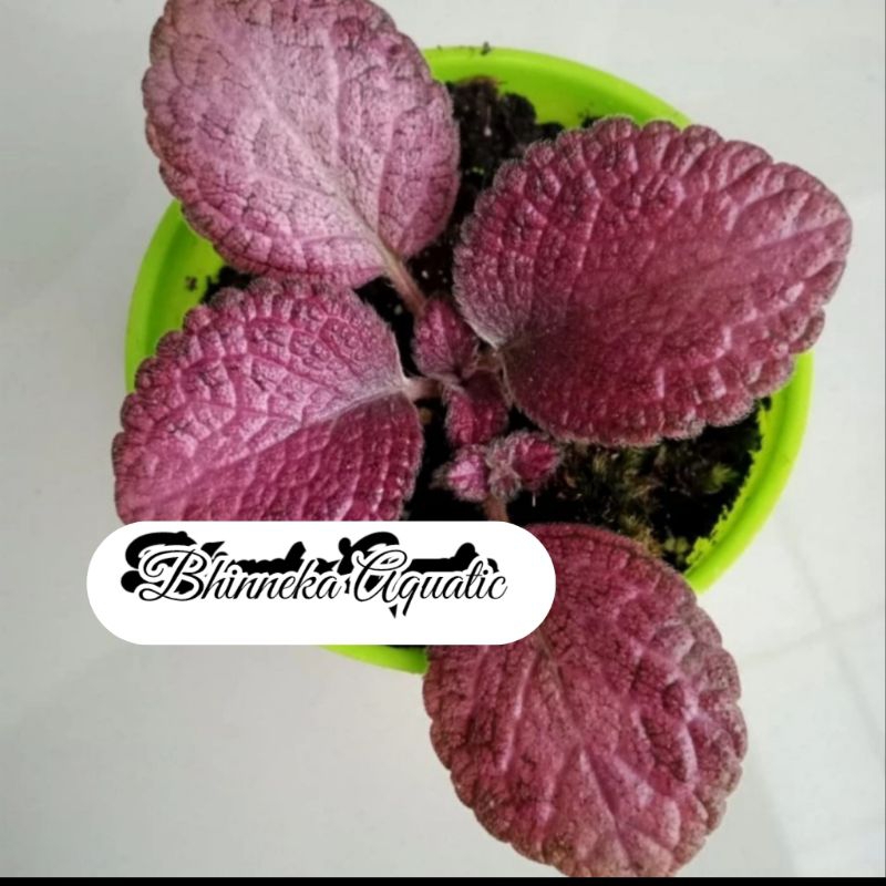 Tanaman Hias Bibit Bunga Episcia Pink Flamingo Murah Ekonomis