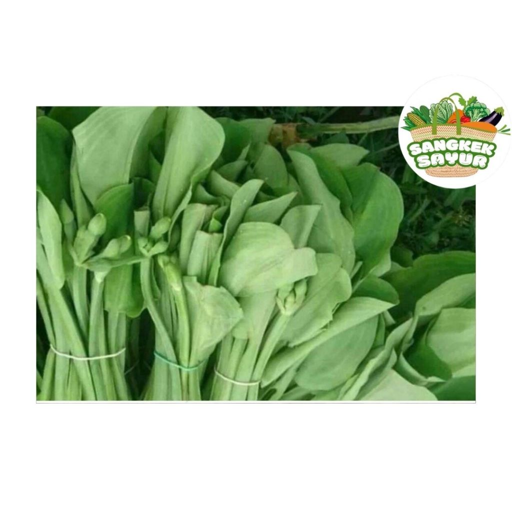 

Genjer Segar per Ikat - sangkek.sayur PALEMBANG