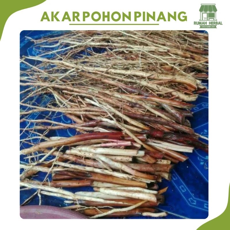 

Akar Pohon Pinang/Jambe 100 Gram Segar Obat Tradisional Herbal Stamina Kuat