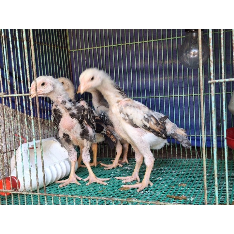 1 ekor anakan oshamo eropa  | ayam | mesin penetas telur