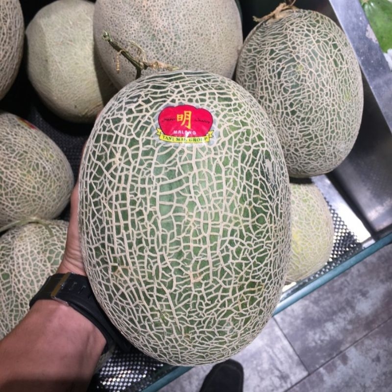 BENIH MELON HAMI XIZHOU_HAMI IMPORT 100BIJI