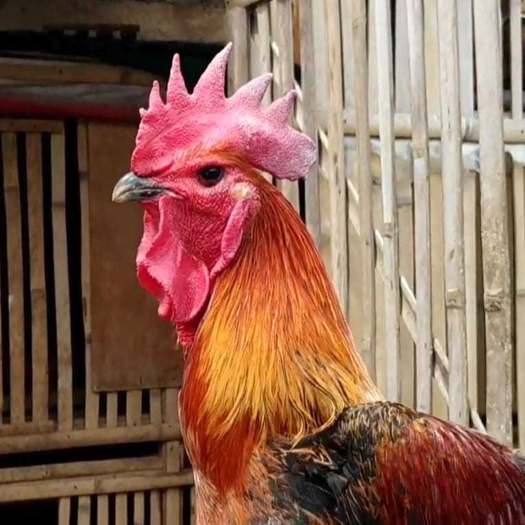 Telur Ayam Pelung | Untuk Ditetaskan | Fertil