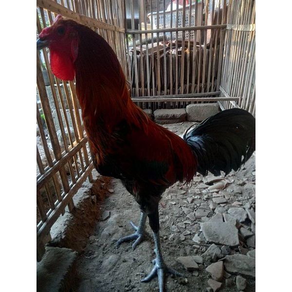 

Telur Ayam Pelung Bulu Brumbun Untuk Ditetaskan Fertil