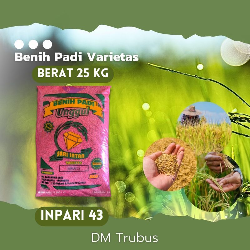 BIBIT BENIH PADI VARIETAS INPARI 43 ORIGINAL SARI INTAN 25 KG