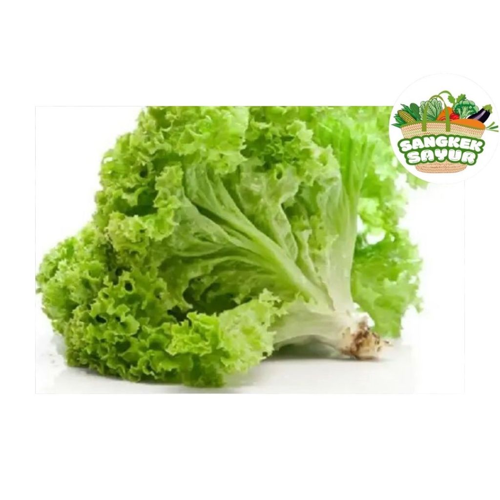 

Selada/Green Lettuce - sangkek.sayur PALEMBANG