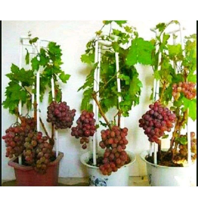 pohon anggur Caroline import sudah berakar