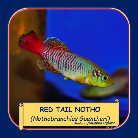IKAN HIAS AIR TAWAR - GUENTHERI RED KILLIFISH / REDTAIL NOTHO