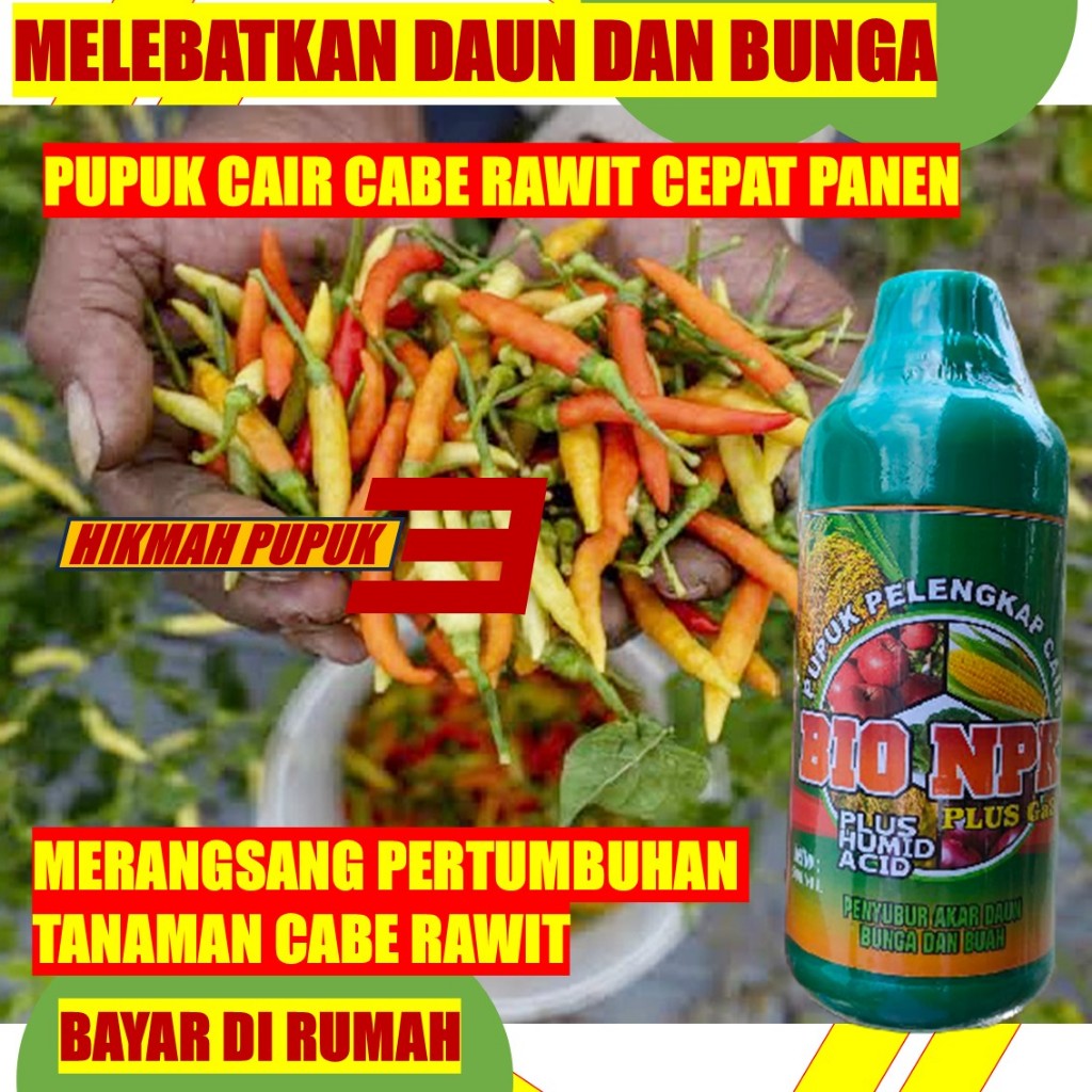 REKOMNDED BIO ISTIQOMAH PUPUK CABE RAWIT MELEBATKAN BUNGA DAN DAUN OBAT SEMPROT UNTUK CABE RAWIT MER