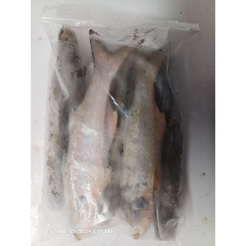 

Ikan Senangin Fresh Segar Frozen