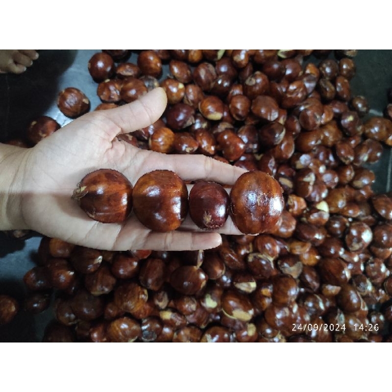 

jengkolmentah fultua