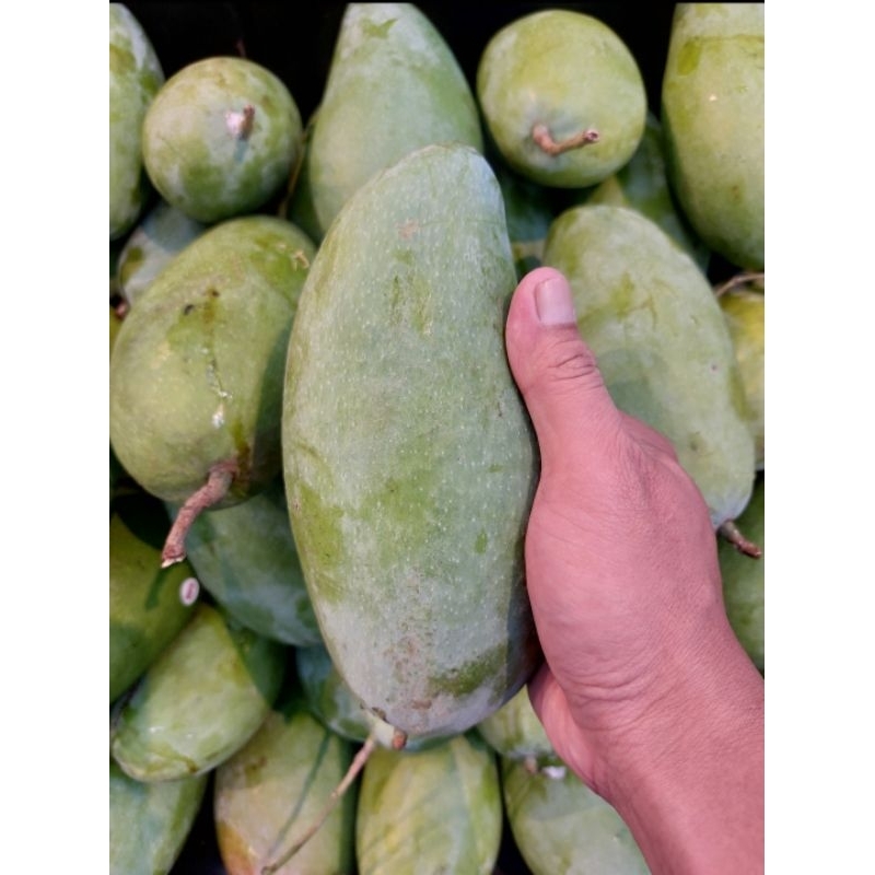 

MANGGA KIOJAY THAILAND SUPER PREMIUM