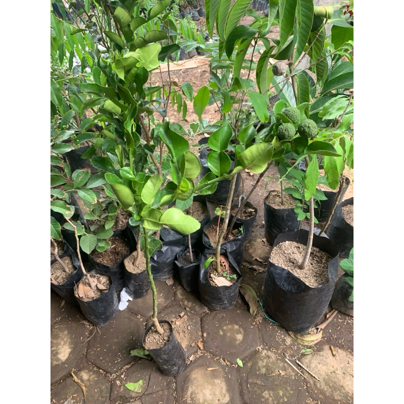 Bibit Jeruk Purut Kondisi Sudah Berbuah