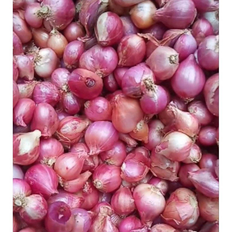 

BAWANG MERAH ASLI PROBOLINGGO TANGGUNG KECIL 1KG