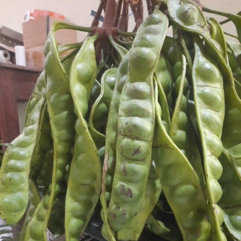 

pete sedang 13 papan