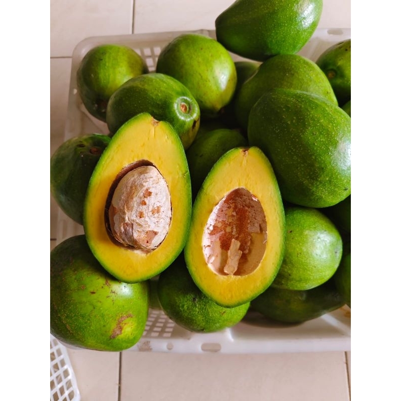 

alpukat mentega isi 3 premium bergaransi