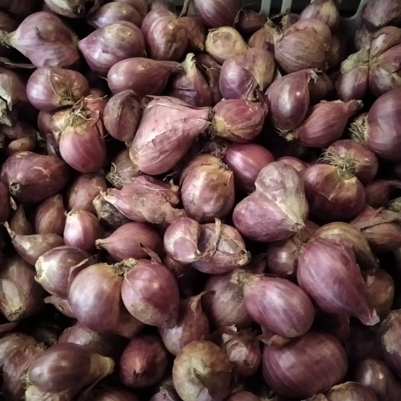 

Bawang Merah Super Premium Gurih