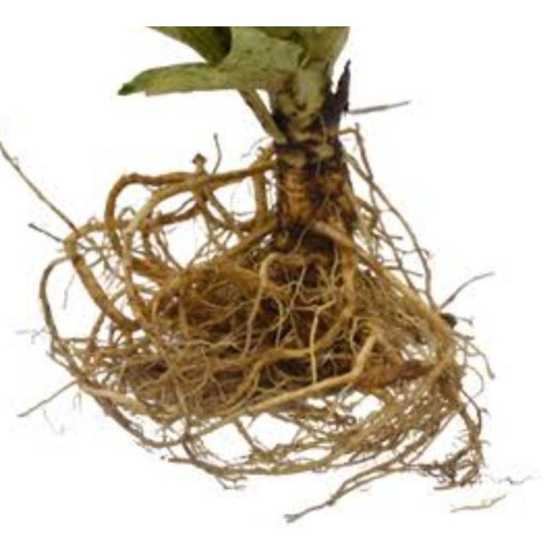 

Jual akar tempuyung segar 500 gram alami