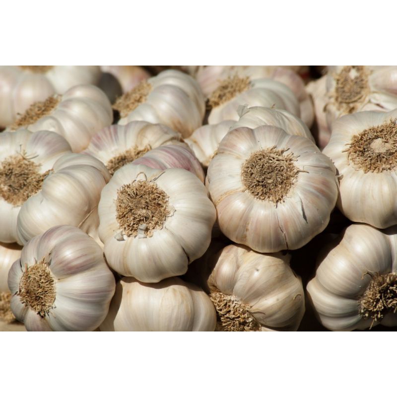 

Bawang Putih 1Kg Berat Bersih
