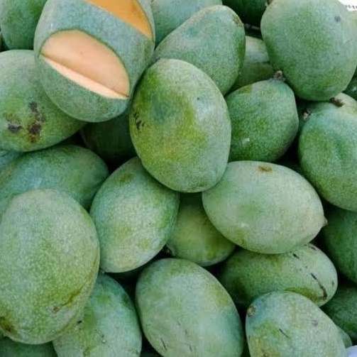 

Buah Mangga Muda Manis Asem Untuk Rujakan 1Kg [TERMURAH]