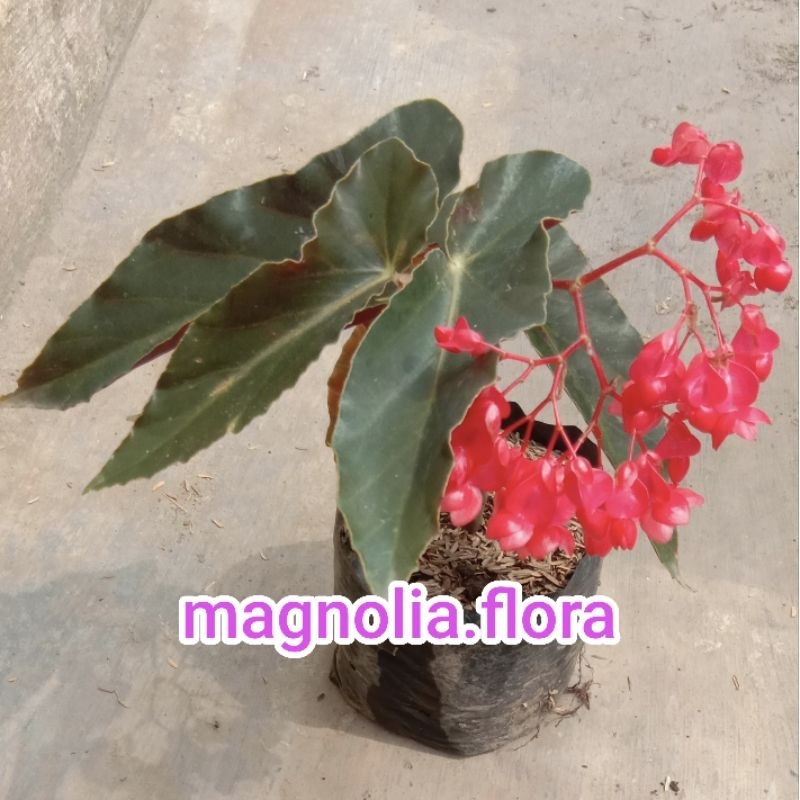 Begonia boliviensis red / begonia api merah / bibit tanaman hias bunga