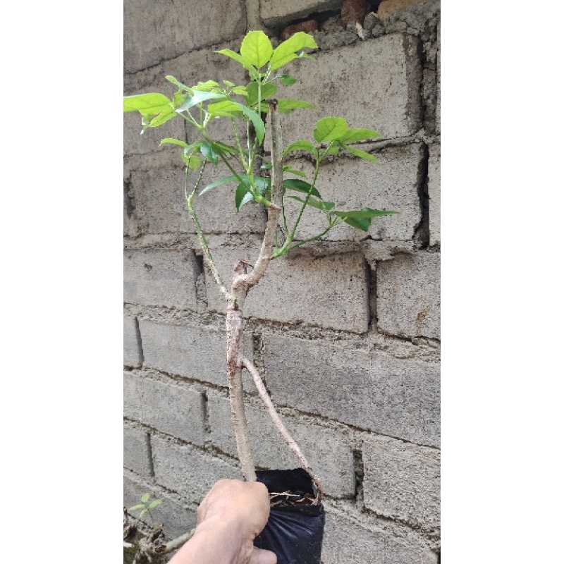 bahan bonsai tanaman Tlogosari realpic sesuai gambar