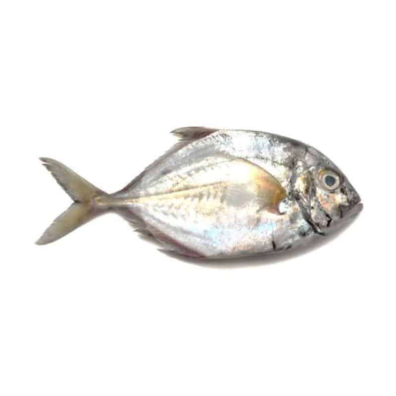 

ikan kuwe segar 500 gr