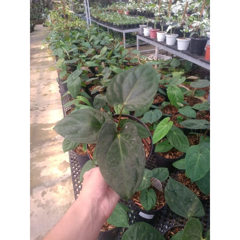 Anthurium Ace Of Spades X Dark Phoenix