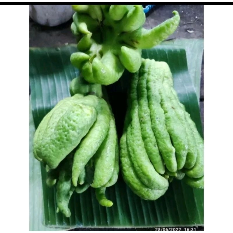 

Jeruk Harimau Segar 1 pcs - Limau Kuku Macan - Jeruk Obat