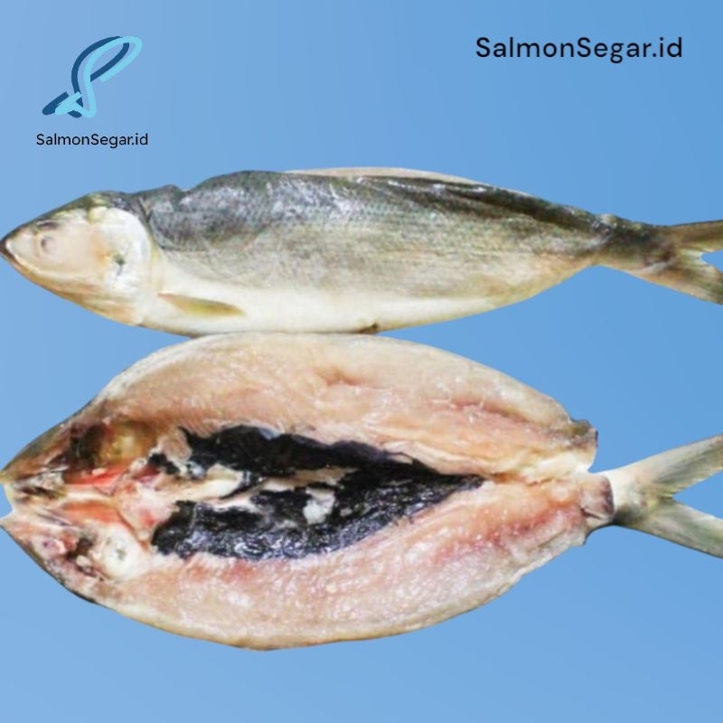 

RB Ikan Bandeng Cabut Duri - Tanpa Duri - Fillet Bandeng