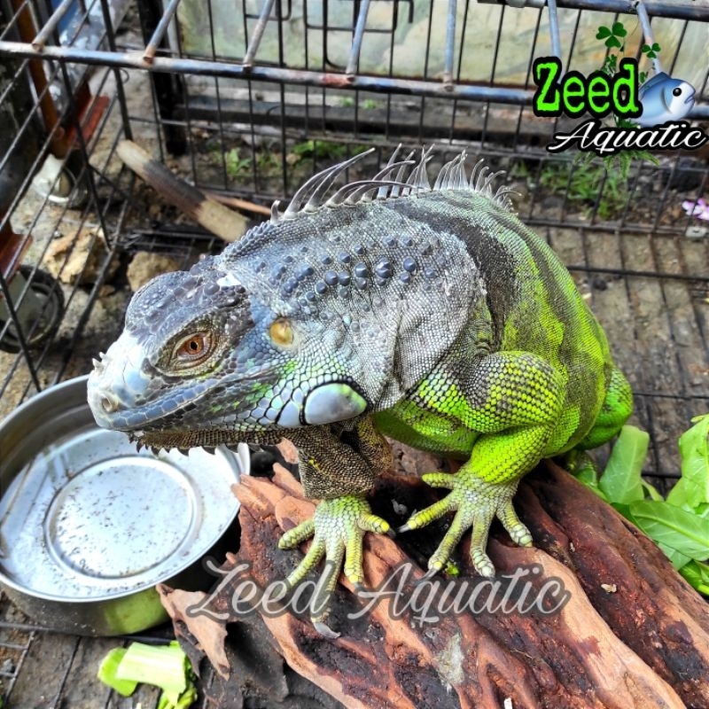 iguana green betina dewasa siap breed / pernah bertelur / size jumbo 135cm