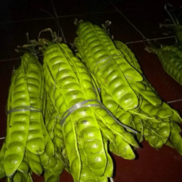

Lalapan Pete Fresh 5Lonjor/ 10 Lonjor/ Petai Segar dari Pohon/Pete Murah KHUSUS AREA JAWA TIMUR (Melayani Via Gosend Instant)