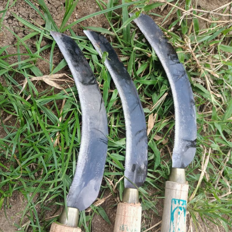 PEMANEN PADI BERGERIGI, pemotongan padi, ani-nai padi