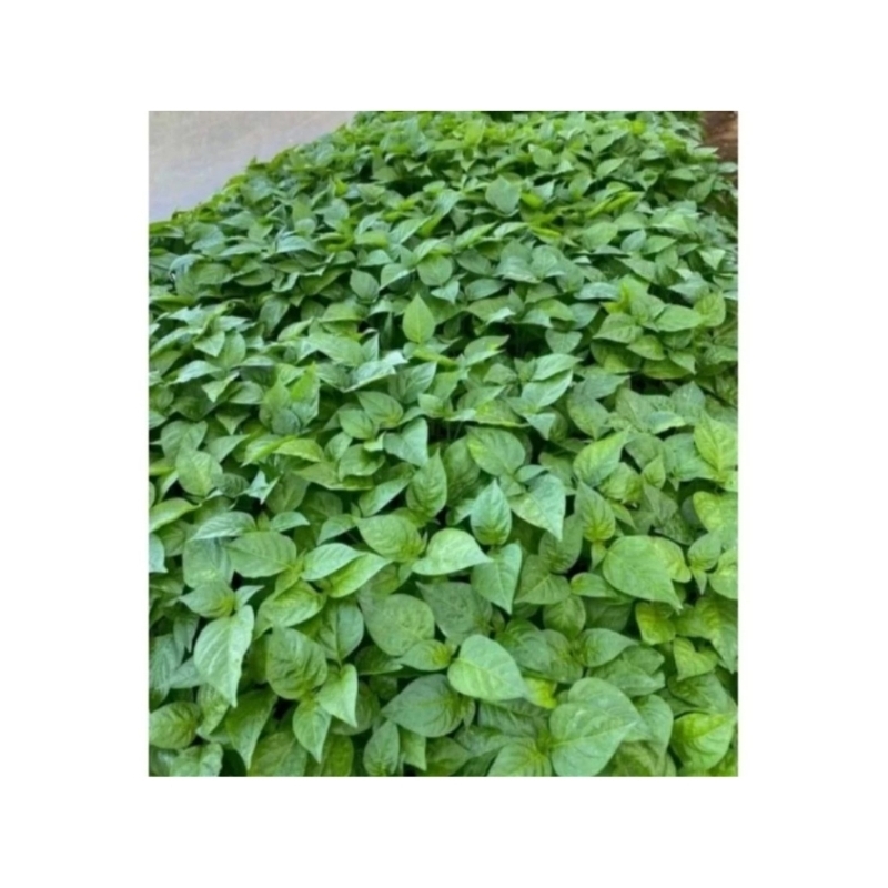

SALSABILA_GARDEN-Paket 50 Cabe Rawit Merah Siap Tanam