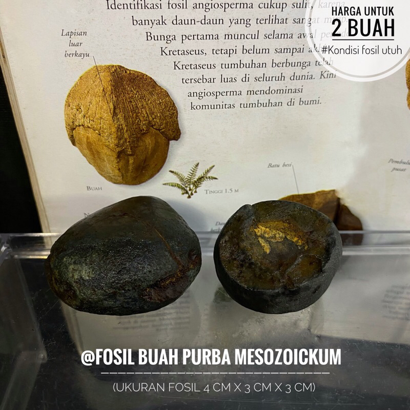 Fosil Buah Purba Mesozoic Natural C22 atau Fosil Biji Buah atau Fosil Tumbuhan atau Fosil Temuan