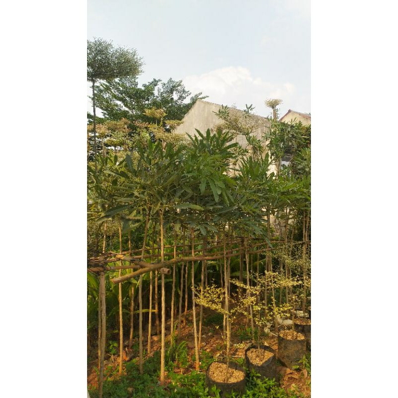 Tabebuya kuning tinggi 1,5 meter - tabebuya kuning