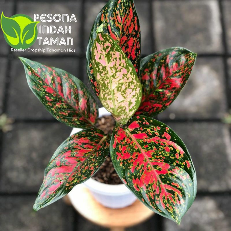 Tanaman hias aglonema red venus - aglonema red venus