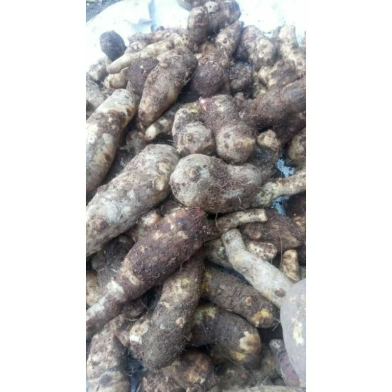 

galetong 1 kilo 20000